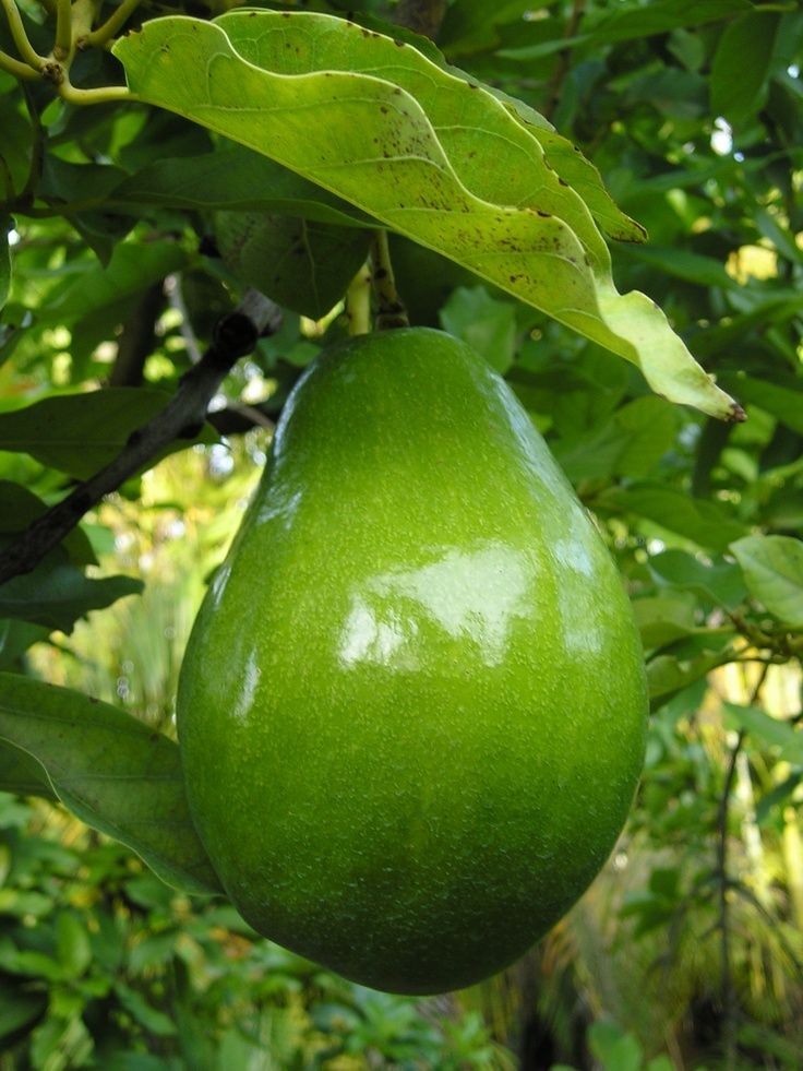 Avocado Packaging & Shipment
